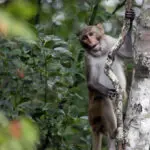 2 more escaped monkeys recaptured and enjoying peanut butter and jelly sandwiches in South Carolina