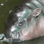 Thailand's baby pygmy hippo Moo Deng has an official song released in 4 languages