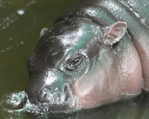 Thailand's baby pygmy hippo Moo Deng now has an official song in 4 languages