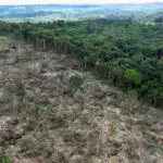 European parliament approves one-year delay to the EU anti-deforestation law