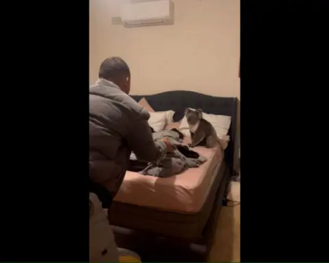 ‘Only in Australia’: Couple comes home to find koala in bed