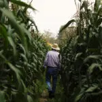 Mexico's Sheinbaum to present constitutional safeguard for non-GMO corn in coming days