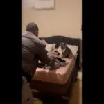 Couple comes home to find wild koala in their bed