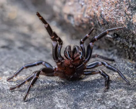 Why Australian zoo is asking Sydney residents to catch deadly funnel-web spiders