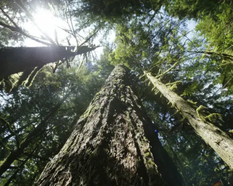 More logging is proposed to help curb wildfires in the US Pacific Northwest