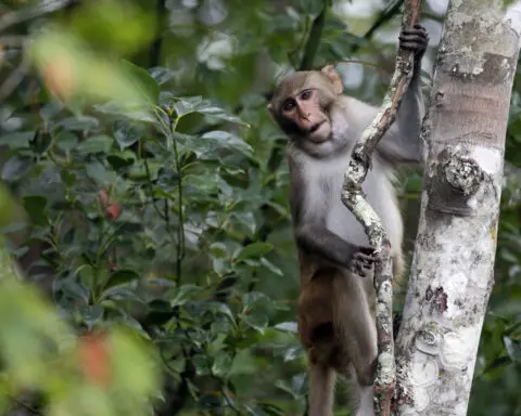 4 monkeys remain free nearly 2 weeks after dozens escaped a South Carolina compound