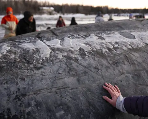 Carcass of endangered fin whale washes up near Alaska's largest city