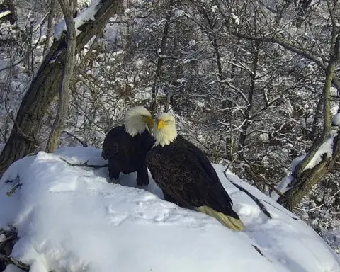 New eagle camera is going live in Minnesota to the delight of global viewers