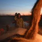 Russian farmers ditch wheat for other crops after heavy losses