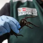 Smuggler arrested with 300 tarantulas strapped to his body