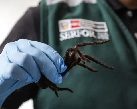 Smuggler arrested with 300 tarantulas strapped to his body