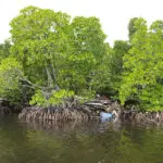 Papuan women's mangrove forest in Indonesia is increasingly threatened by development and pollution