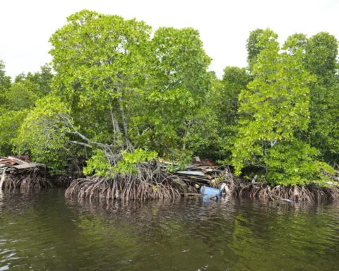 Papuan women's mangrove forest in Indonesia is increasingly threatened by development and pollution