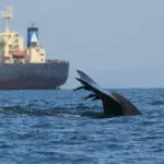 New maps show high-risk zones for whale-ship collisions − vessel speed limits and rerouting can reduce the toll