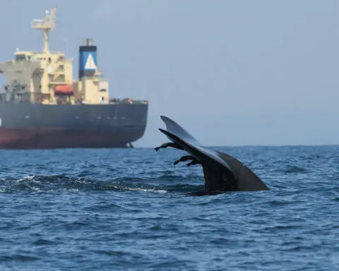 New maps show high-risk zones for whale-ship collisions − vessel speed limits and rerouting can reduce the toll