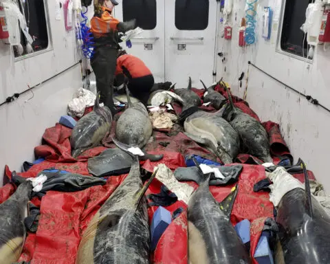 Historically bad year for dolphin strandings on Cape Cod has scientists looking for answers