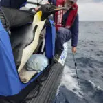 Emperor penguin released at sea 20 days after waddling onto Australian beach