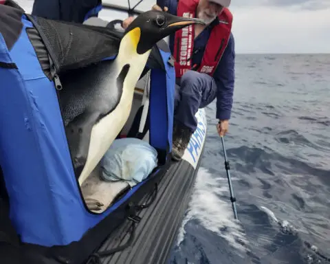 Emperor penguin released at sea 20 days after waddling onto Australian beach