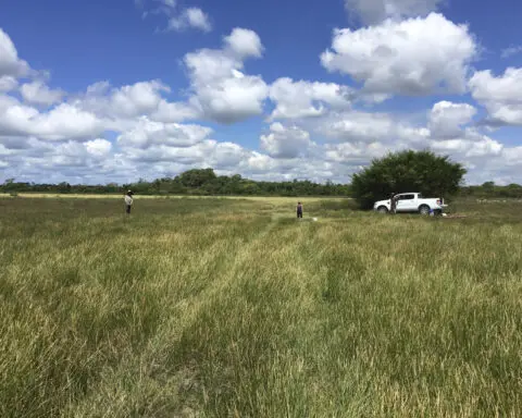 Archaeologists discover 4,000-year-old canals used to fish by predecessors of ancient Maya