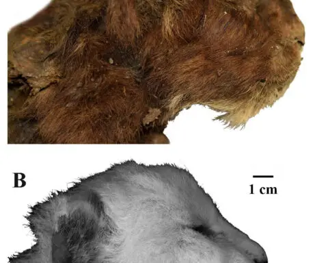 35,000-year-old saber-toothed baby cat mummy still has its fur