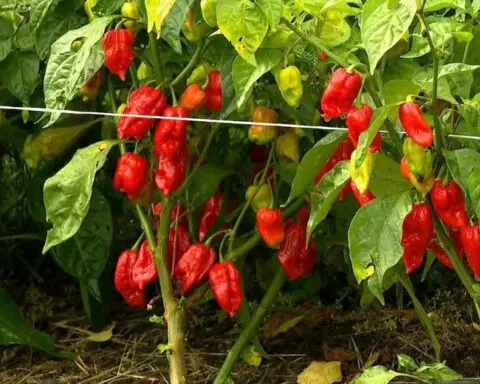 Unique farm grows some of the world's spiciest chili peppers