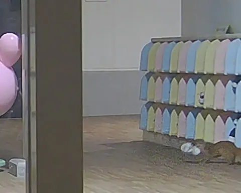 Stolen shoe mystery solved at Japanese kindergarten when security camera catches weasel in the act