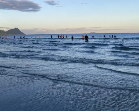 New Zealanders save more than 30 stranded whales by lifting them on sheets