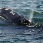 First right whales of season gorge on critical food off Massachusetts, giving hope for a strong year