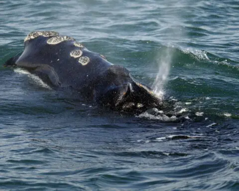 First right whales of season gorge on critical food off Massachusetts, giving hope for a strong year