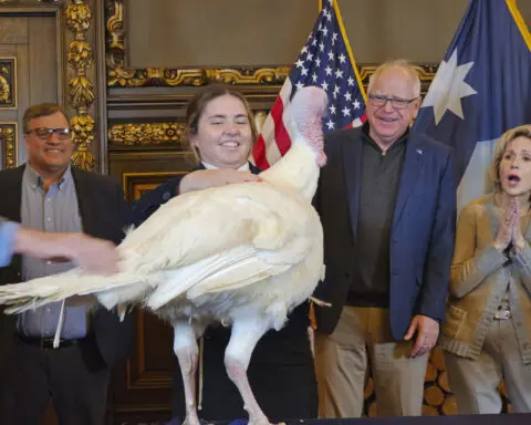 Tim Walz accepts turkey presentation as he eases back into his duties as Minnesota's governor