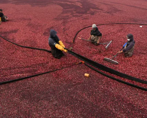 Some of those Ocean Spray cranberries come from a bog in Massachusetts