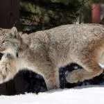 Canada lynx proposed for new habitat protections in US southern Rockies