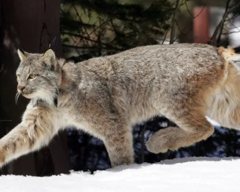 Canada lynx proposed for new habitat protections in US southern Rockies
