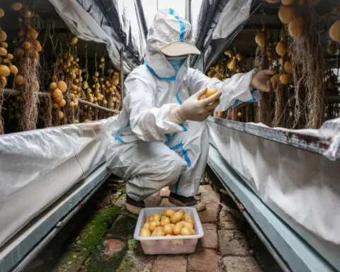 China scientists rush to climate-proof potatoes