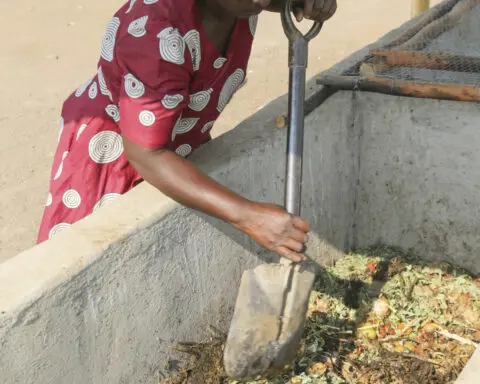 From yuck to profits: Some Zimbabwe farmers turn to maggots to survive drought and thrive