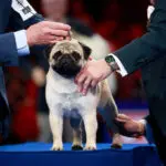 ‘Sympathetic eyes and a muscly stature’: Vito the pug wins National Dog Show