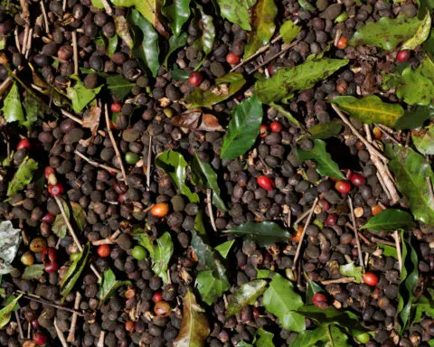 Coffee prices at 47-year high on Brazil crop concerns