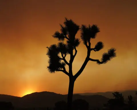 Joshua trees are in peril. California has a plan to save them