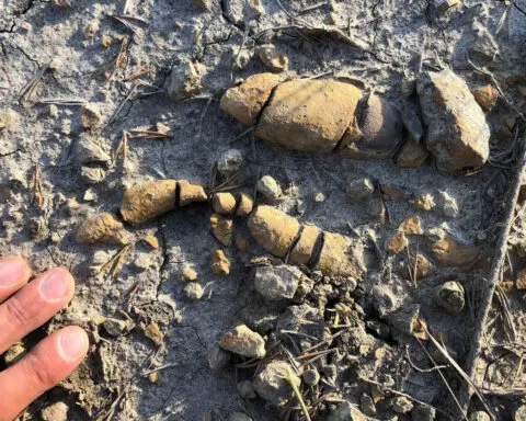 Fossilized poop shows how dinosaurs came to dominate Earth