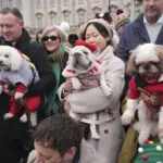 Pooches in pullovers strut their stuff at London's canine Christmas sweater parade