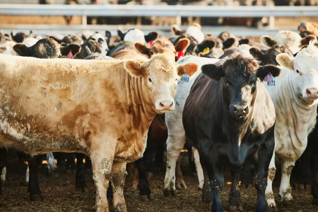 Bird flu in California dairy farms raises