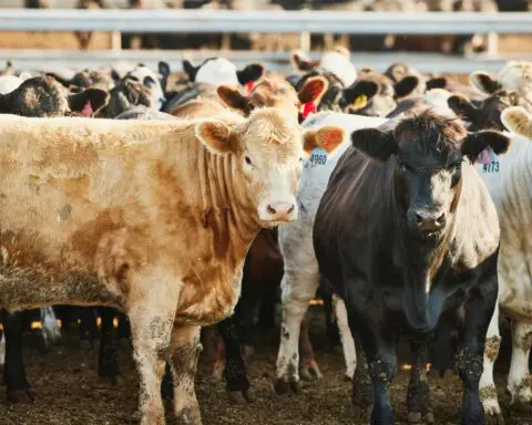 California dairy industry struggles as bird flu cases multiply