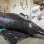 Scientists gather to decode puzzle of the world's rarest whale in 'extraordinary' New Zealand study