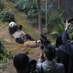 Hong Kong launches panda sculpture tour as the city hopes the bear craze boosts tourism