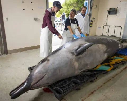 This whale species is so rare it's never been seen alive. A dissection may decode its mysteries