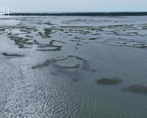 Robots dive into action to restore underwater meadows