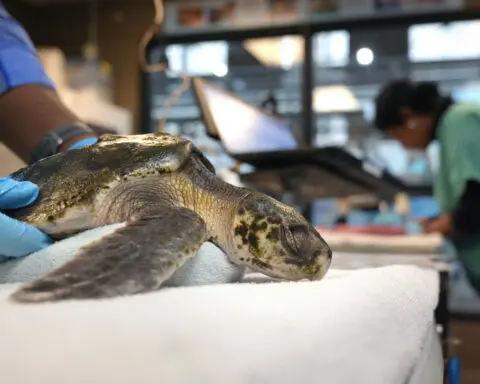 Global warming fills New England's rich waters with death traps for endangered sea turtles