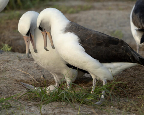 World's oldest-known wild bird lays an egg in Hawaii at age 74