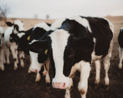 US government to begin expanded testing of milk supply to better track the spread of bird flu