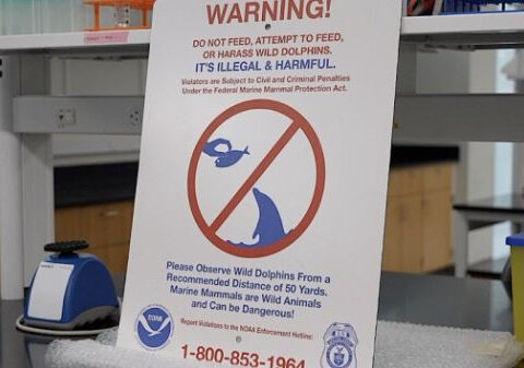 Traces of fentanyl and other drugs found in bottlenose dolphins in Gulf of Mexico